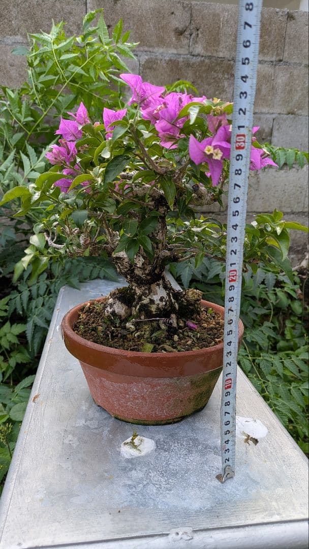 ブーゲンビリア 盆栽　中品　花物