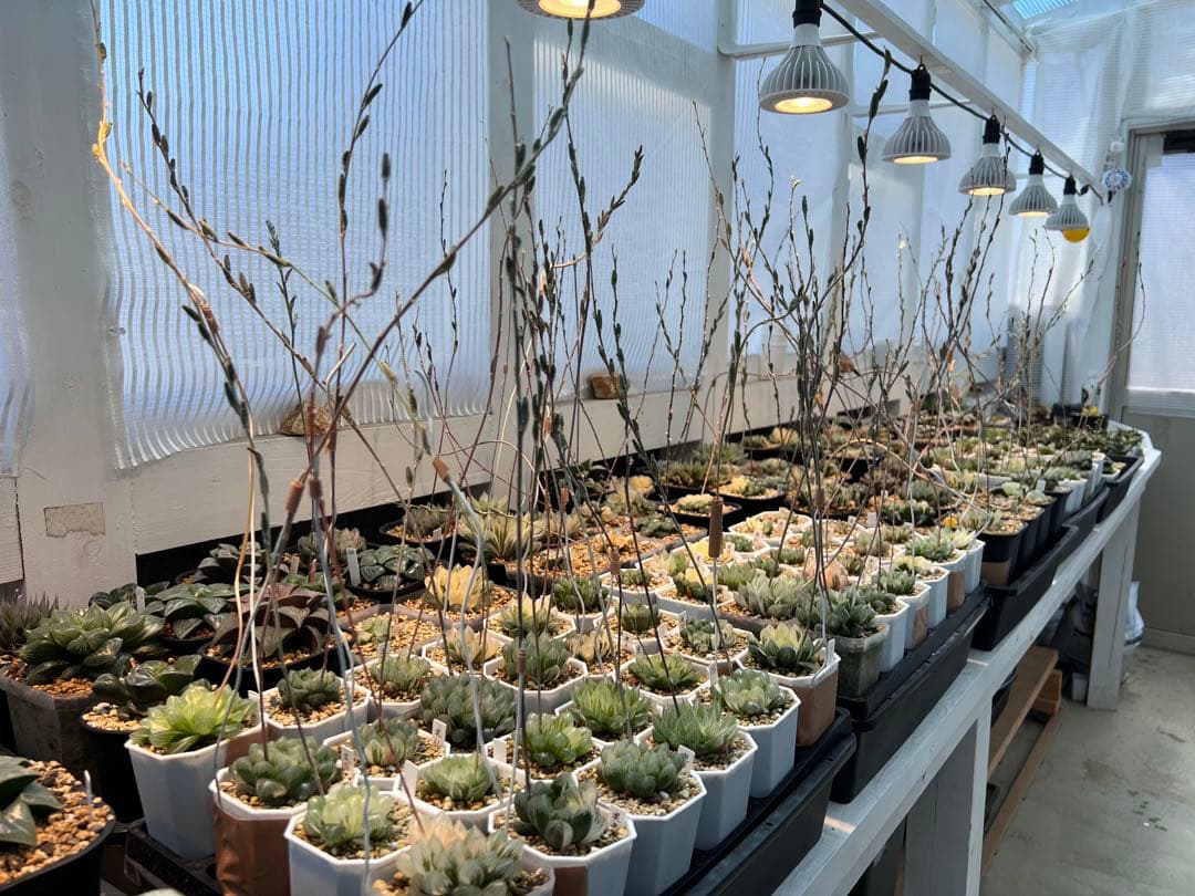 オブツーサ錦 混合種子 令和7年産 注文よろしくお願いします^ ^