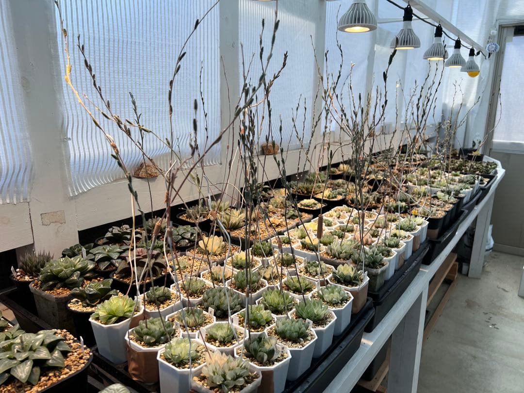 オブツーサ錦 混合種子 令和7年産 注文よろしくお願いします^ ^