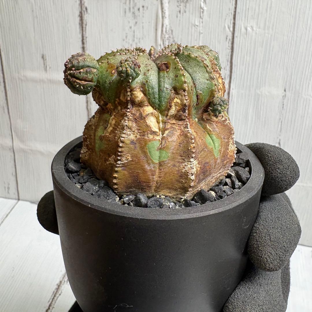 【特選極上大株】ユーフォルビア　オベサ　木質化　発根済み　鉢ごと発送