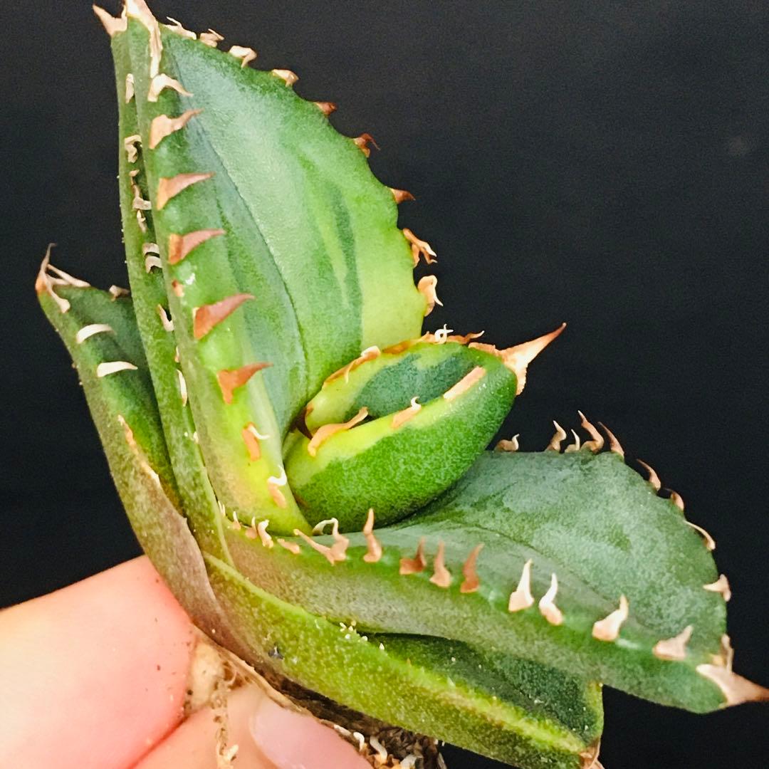 【高騰品種】1 白鯨錦 × ジャガーノート hyb アガベ チタノタ