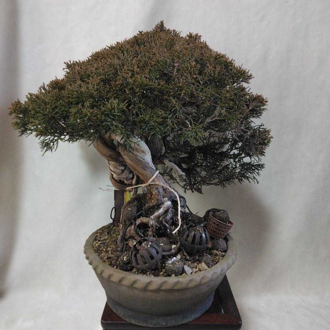 糸魚川しんぱく中品盆栽です。シャリ神付き　依頼品黒松、しんぱく、五葉松