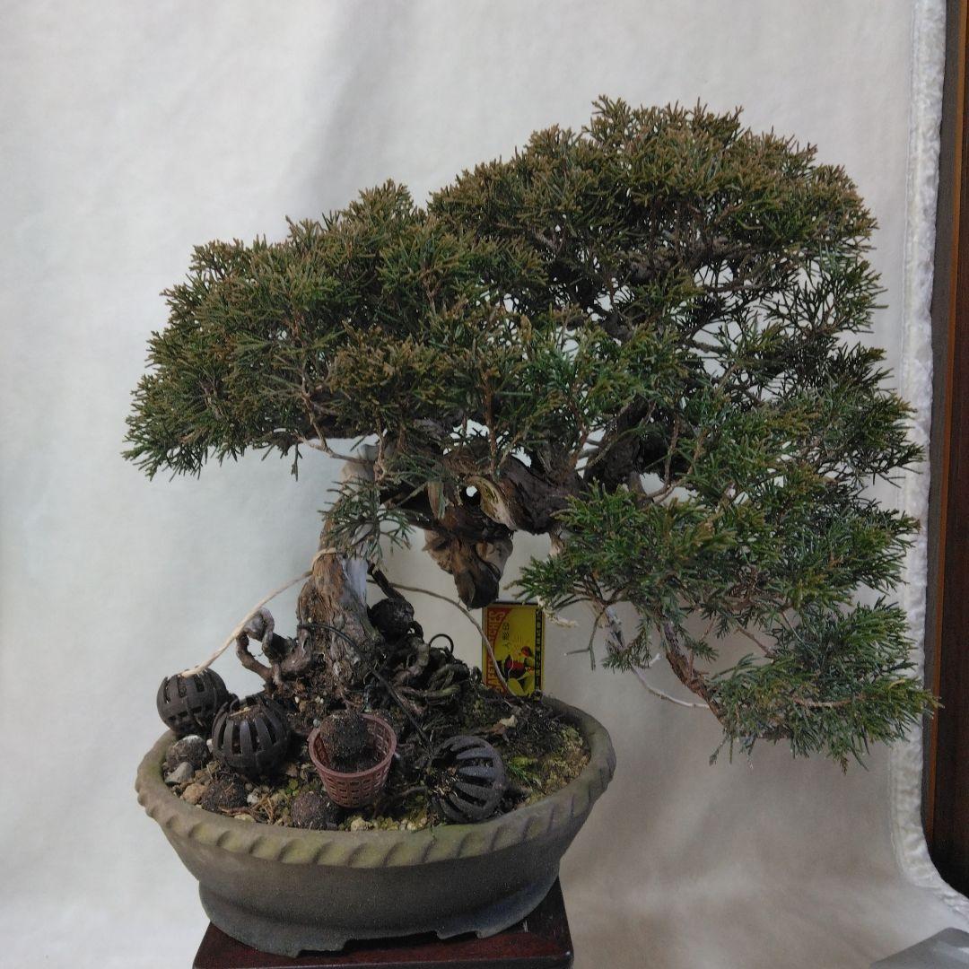 糸魚川しんぱく中品盆栽です。シャリ神付き　依頼品黒松、しんぱく、五葉松