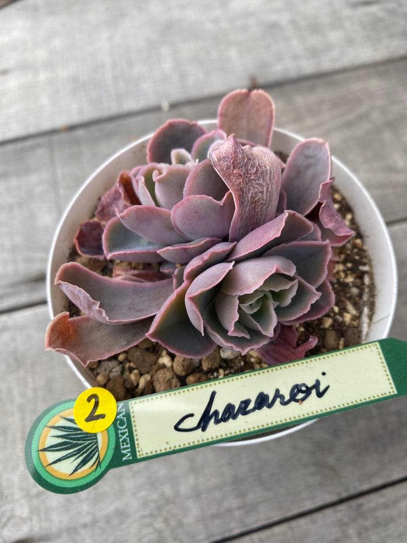 2 双頭　原種　チャザロイ　Chazaroi エケベリア 紫色