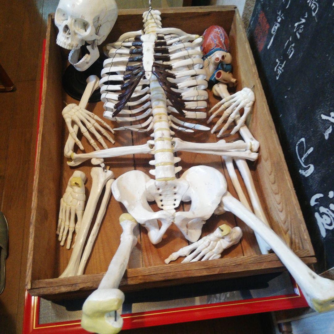 マニアックレア昭和２０～３０年代頃素材不明レトロ人体骨格模型当時物コレクション品