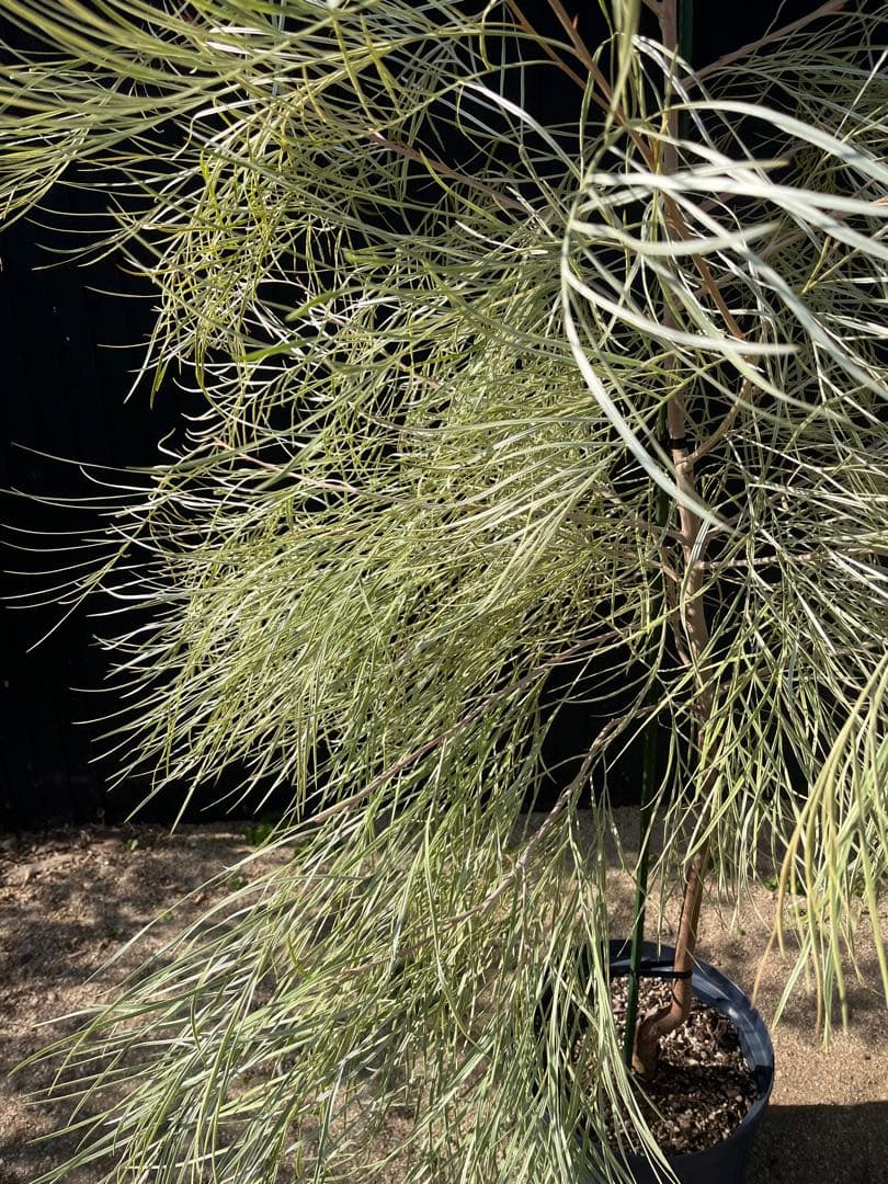 グレビレア ハニーワンダー 大株 オージープランツ