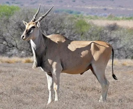 高品質！イランド スカルホーン（幼獣）A