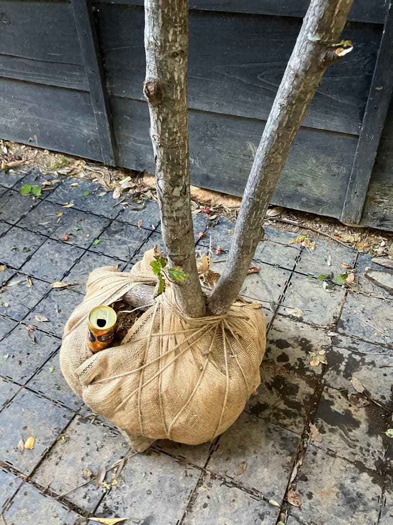 山採り　アズキナシ 特大