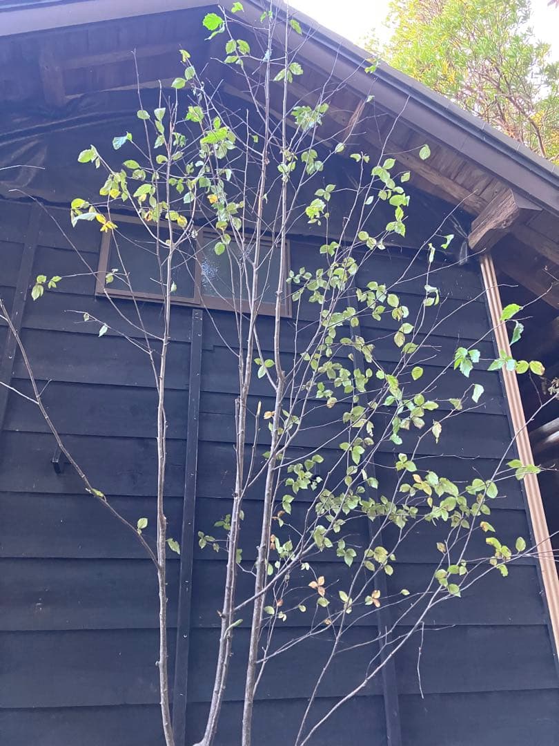 山採り　アズキナシ 特大