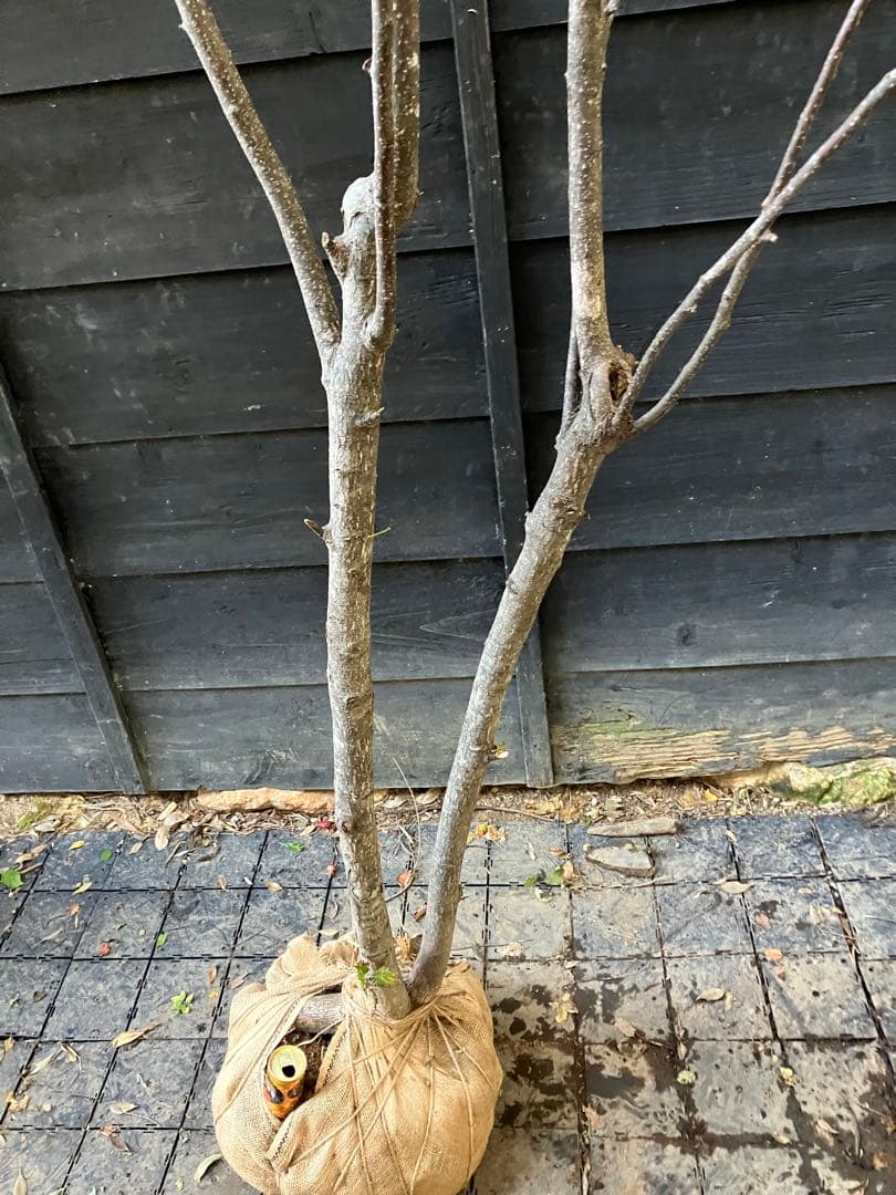 山採り　アズキナシ 特大