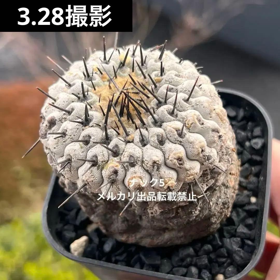 コルムナアルバ③ 孤竜丸 コピアポア(検索)サボテン 黒王丸 黒士冠 銅羅丸