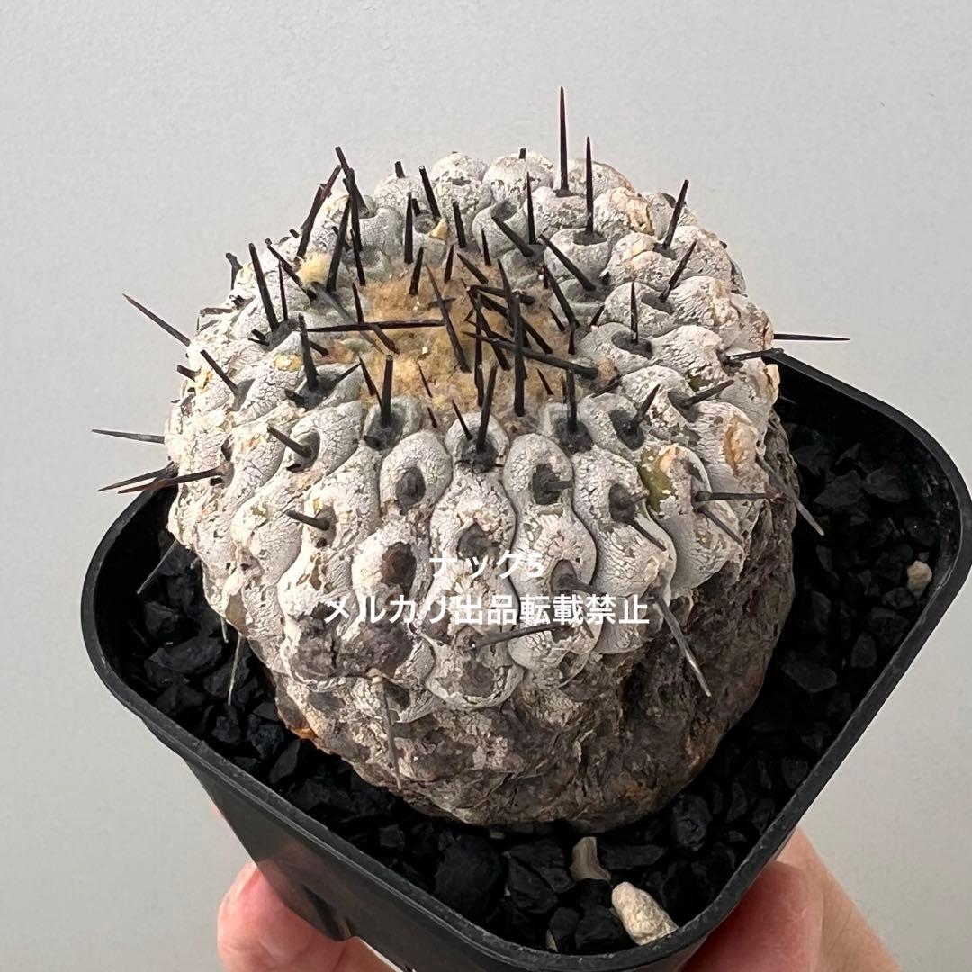 コルムナアルバ③ 孤竜丸 コピアポア(検索)サボテン 黒王丸 黒士冠 銅羅丸