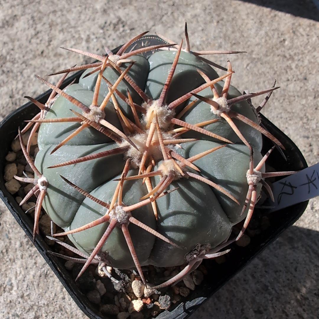 実生　エキノカクタス　白刺　翠平丸(太平丸)　鉢ごと送料込み