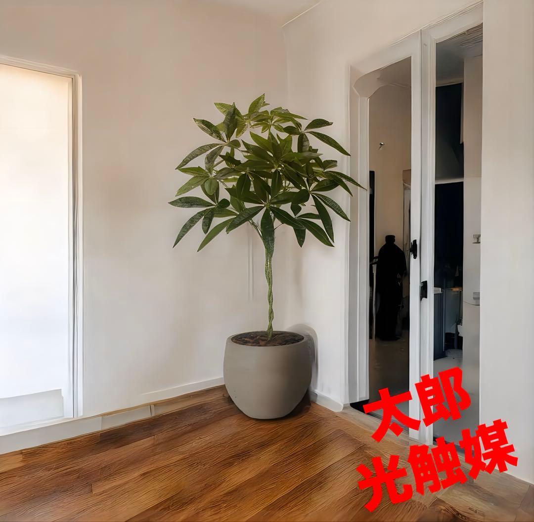 光触媒　人工観葉植物　ウォールグリーン　フェイクグリーン　ナチュラルパキラ90