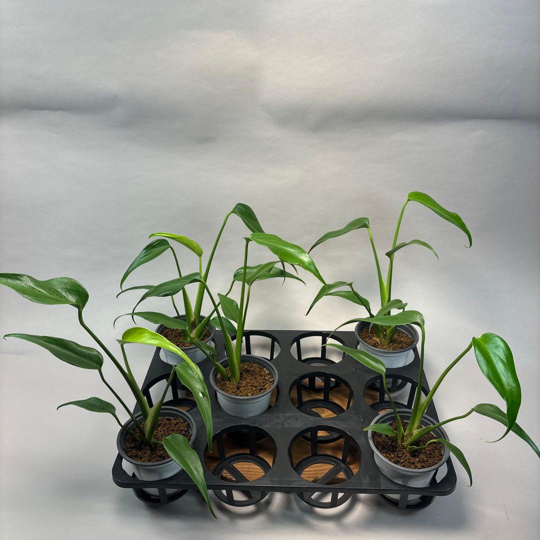 S*T様 5株ms13セットモンステラ バールマルクスフレーム