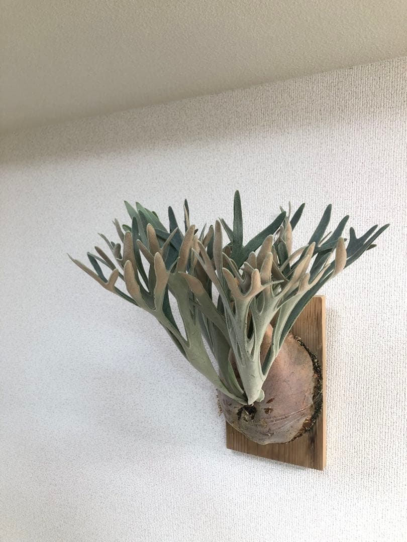 【子株】P. Elsa  Queen F307 ビカクシダ　子株　OC