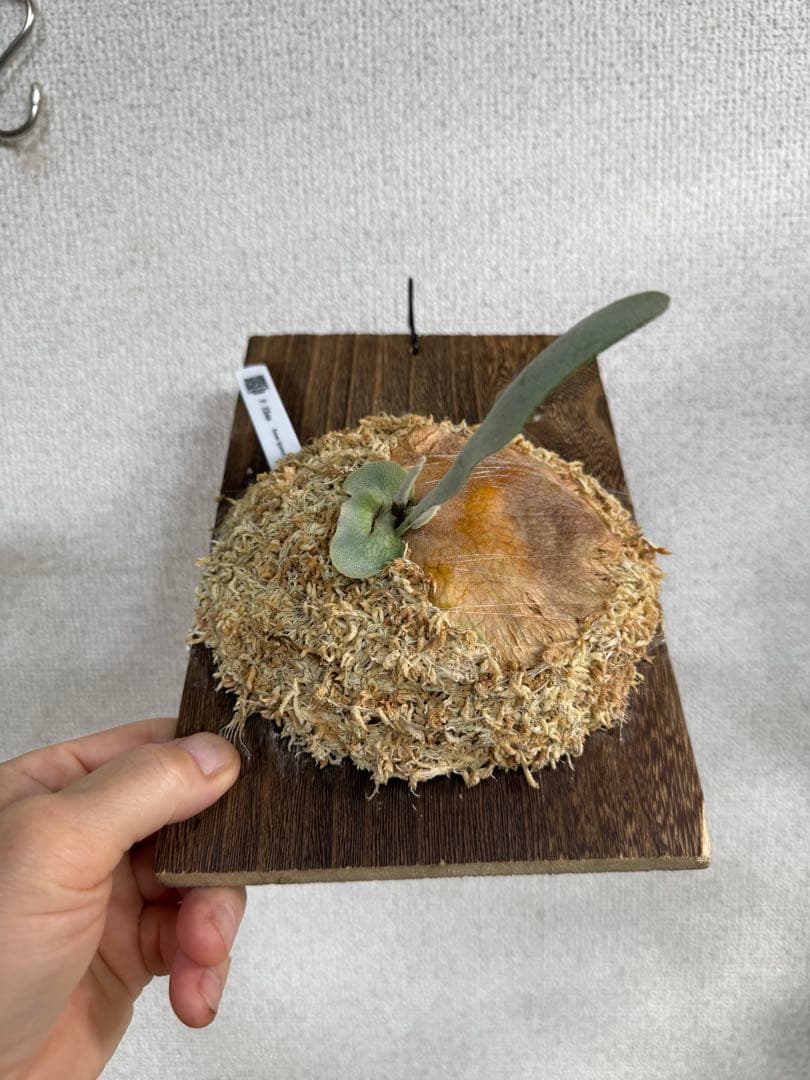 【子株】P. Elsa  Queen F307 ビカクシダ　子株　OC