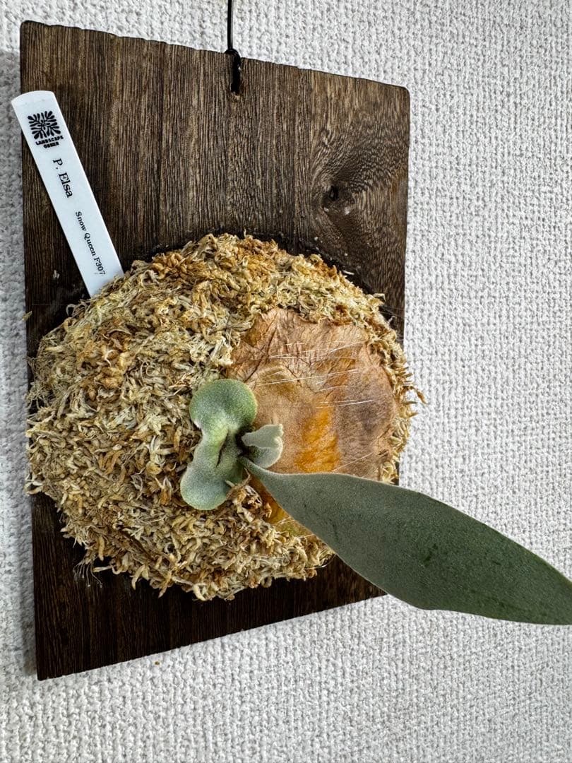 【子株】P. Elsa  Queen F307 ビカクシダ　子株　OC