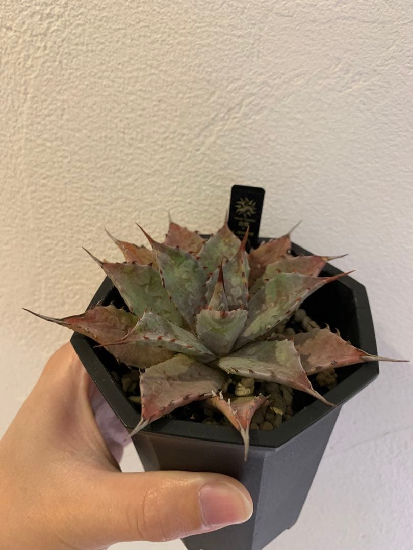 【goodtaniku】血雷×CJ厚葉雷神　鉢ごと発送