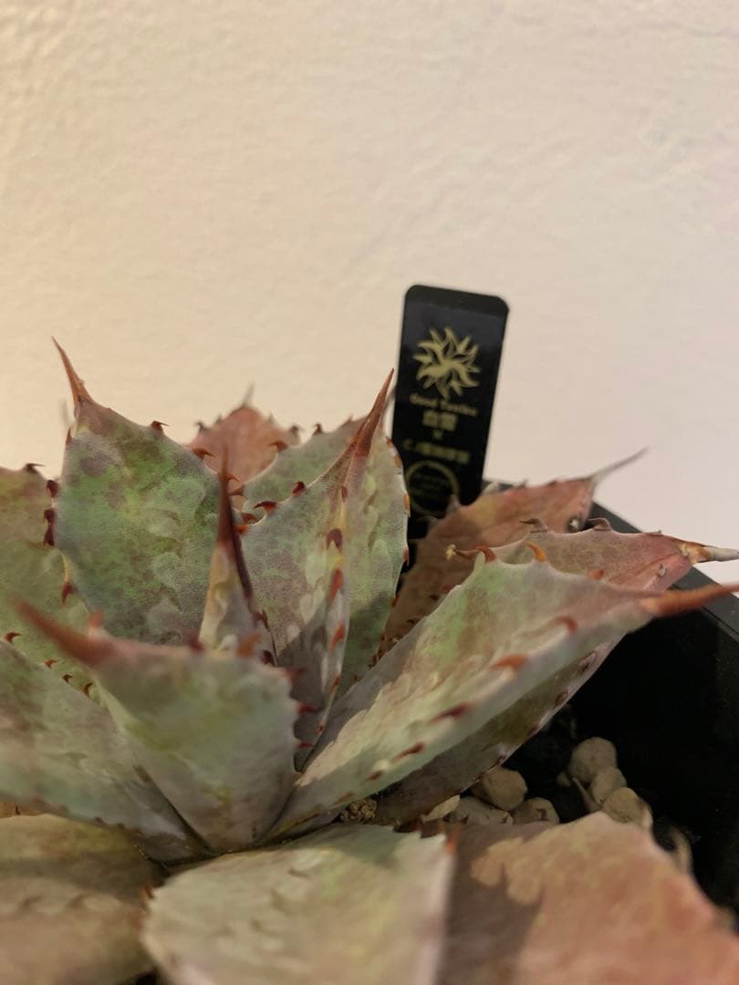 【goodtaniku】血雷×CJ厚葉雷神　鉢ごと発送