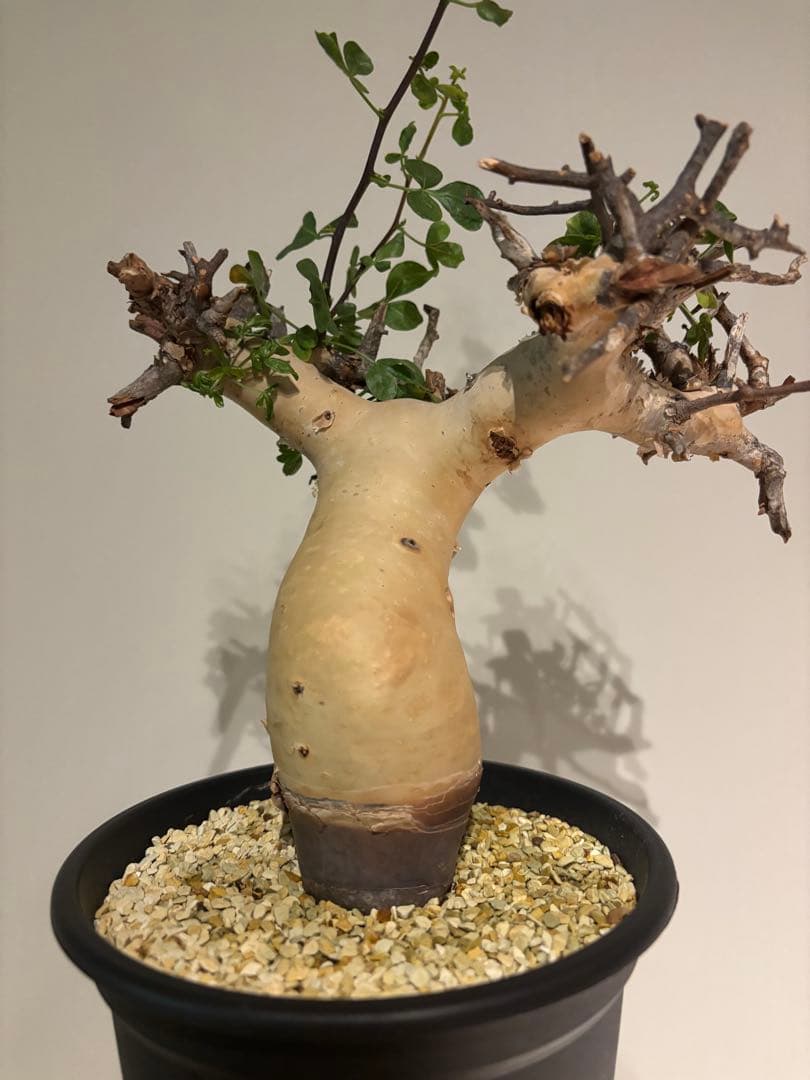 【良型•発根済】ソマリア　カタフ　ピュア　コミフォラ　塊根植物