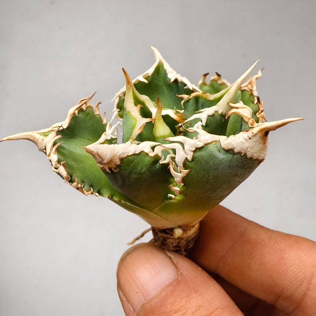 1653 アガベ ホオジロザメ 大白鯊 agave titanota