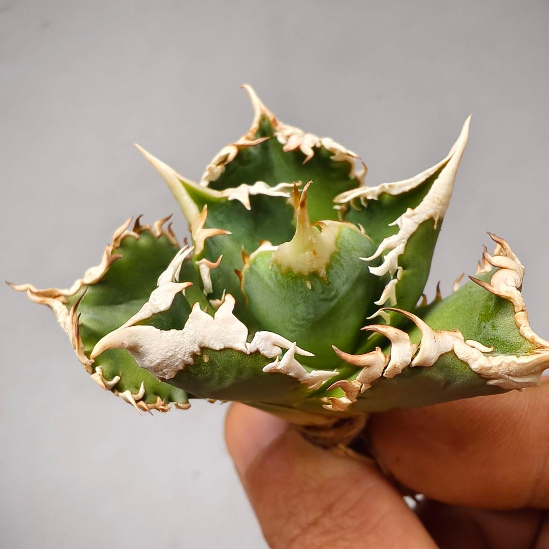1653 アガベ ホオジロザメ 大白鯊 agave titanota