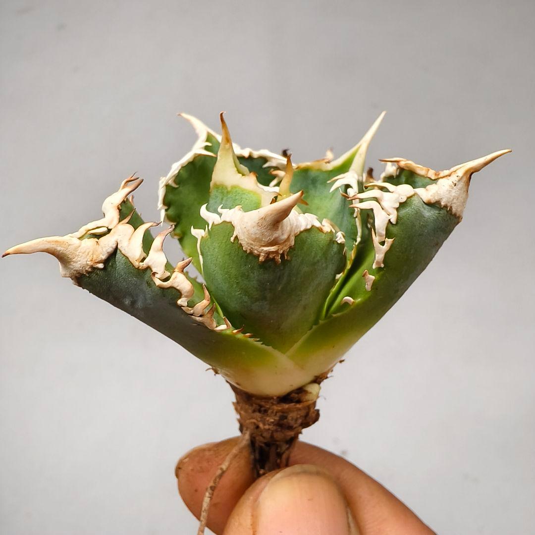 1653 アガベ ホオジロザメ 大白鯊 agave titanota