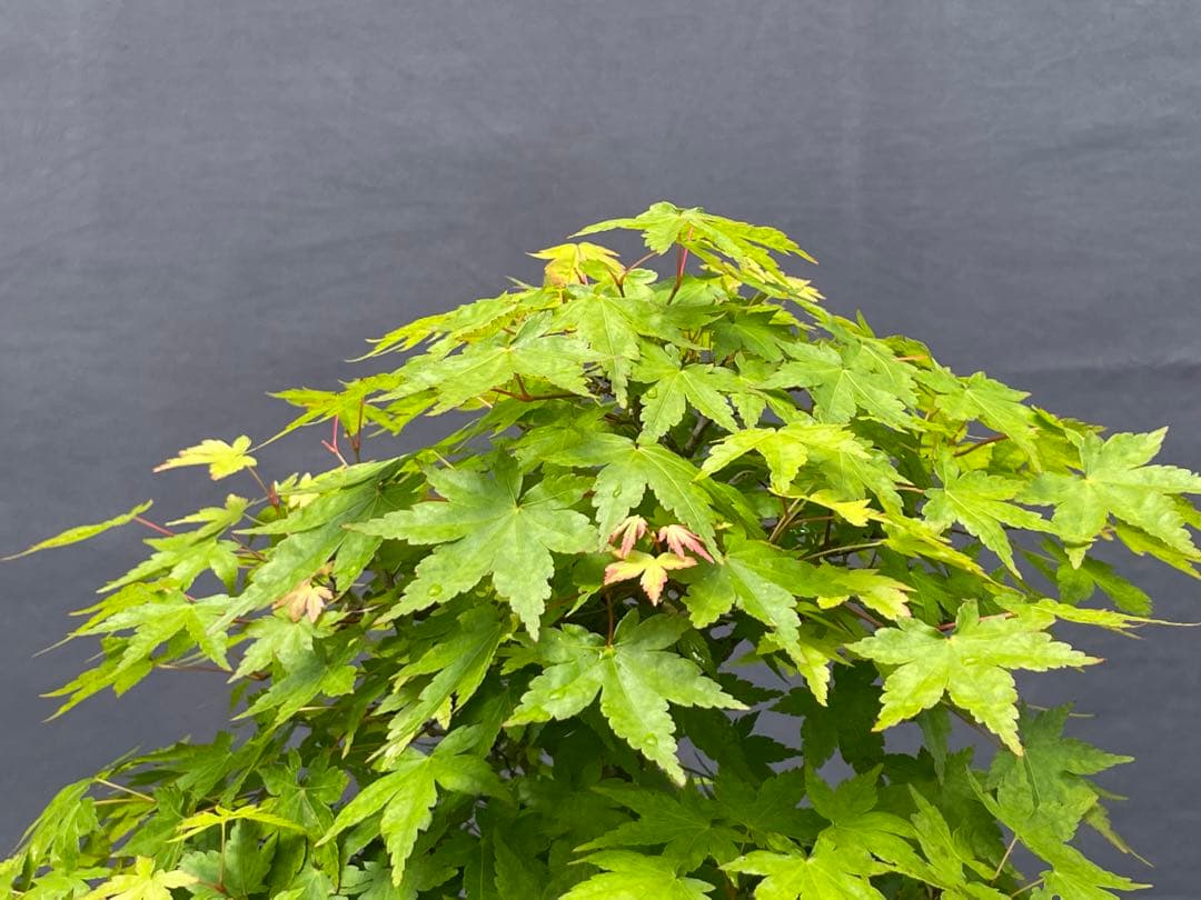 三河盆栽　山紅葉　盆栽