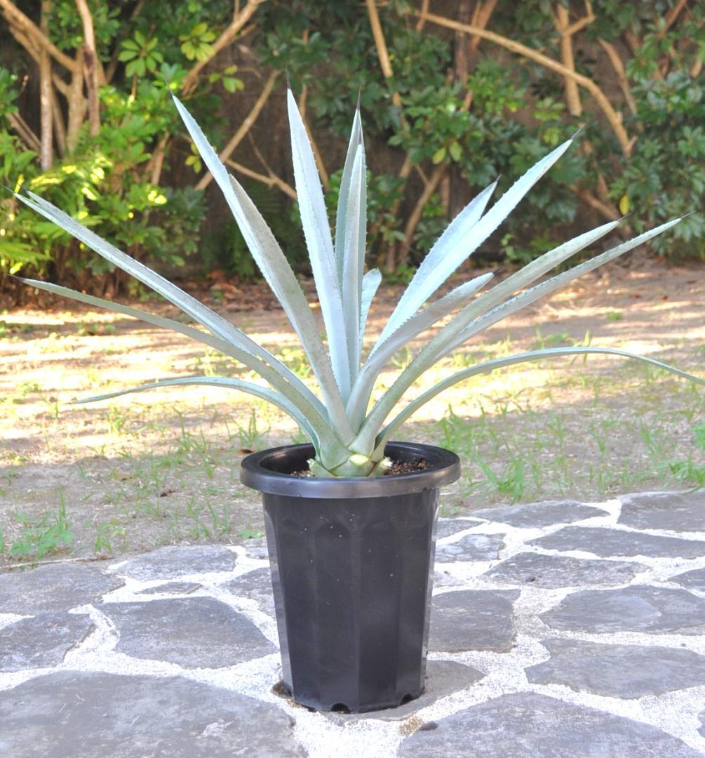 アガベ テキラーナ 8号 70cm