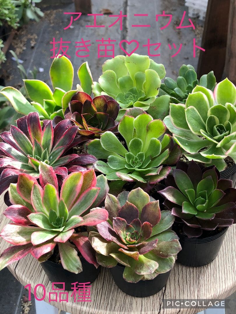 アエオニウム 10品種♡抜き苗セット⑥