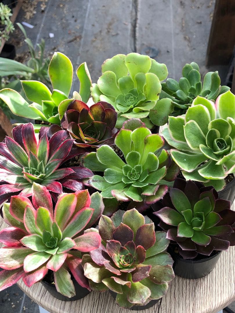 アエオニウム 10品種♡抜き苗セット⑥