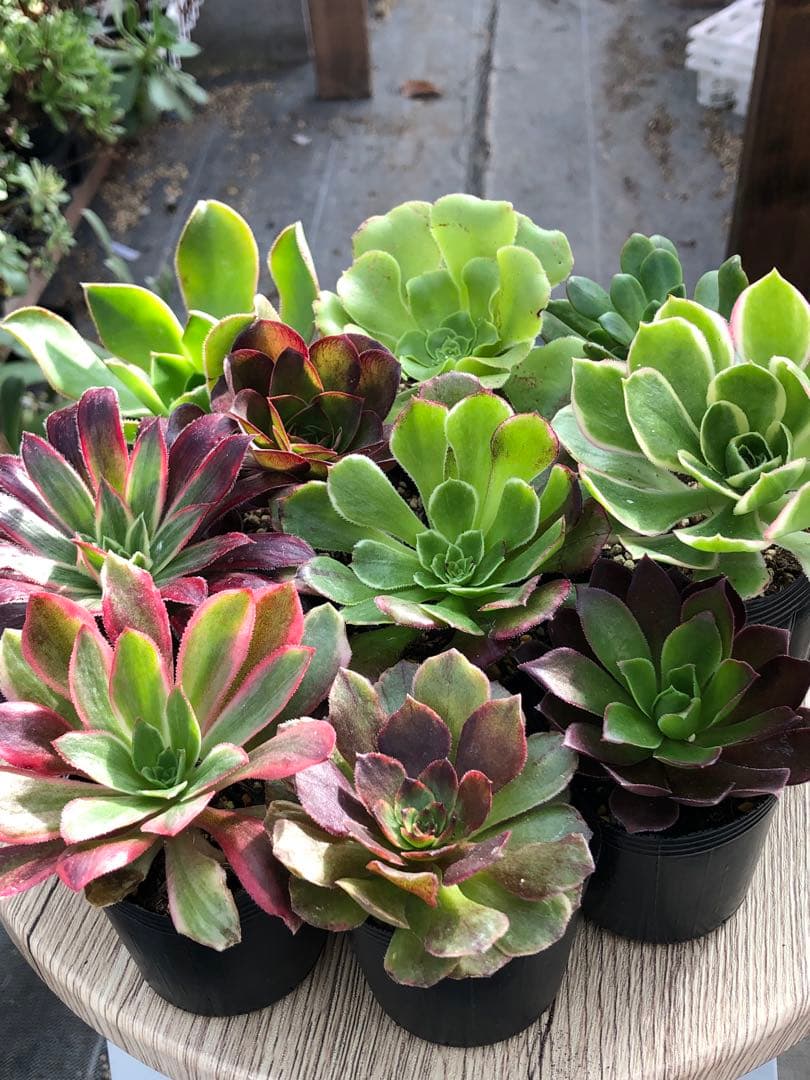 アエオニウム 10品種♡抜き苗セット⑥