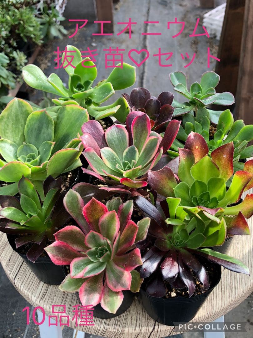 アエオニウム 10品種♡抜き苗セット⑥