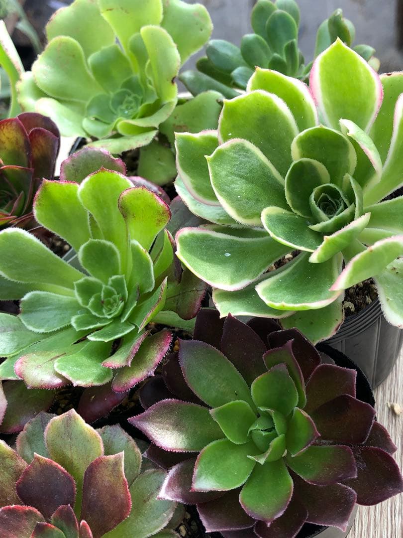 アエオニウム 10品種♡抜き苗セット⑥
