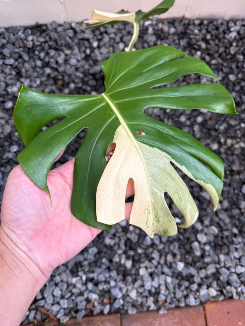 「やたがらす」激レアモンステラ　デリシオーサ　スフィンクス