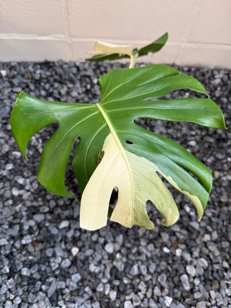 「やたがらす」激レアモンステラ　デリシオーサ　スフィンクス