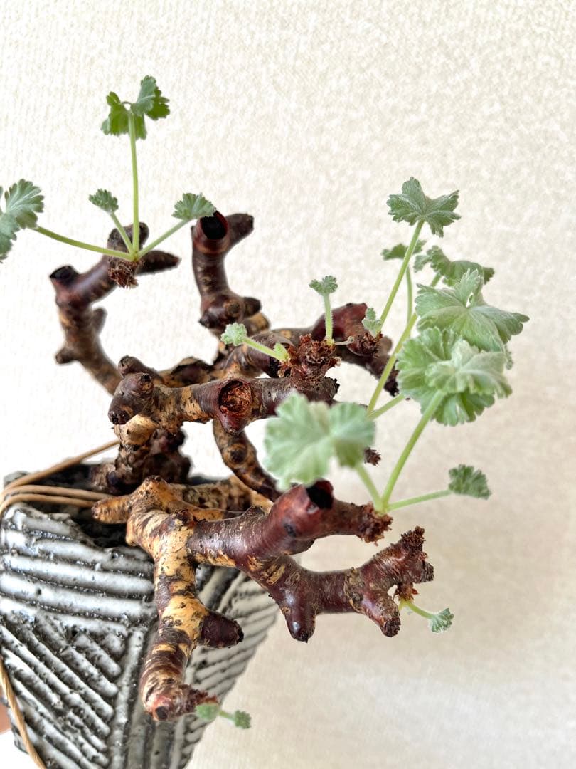 冬型植物ペラルゴニウム ミラビレ（抜き鉢発送）