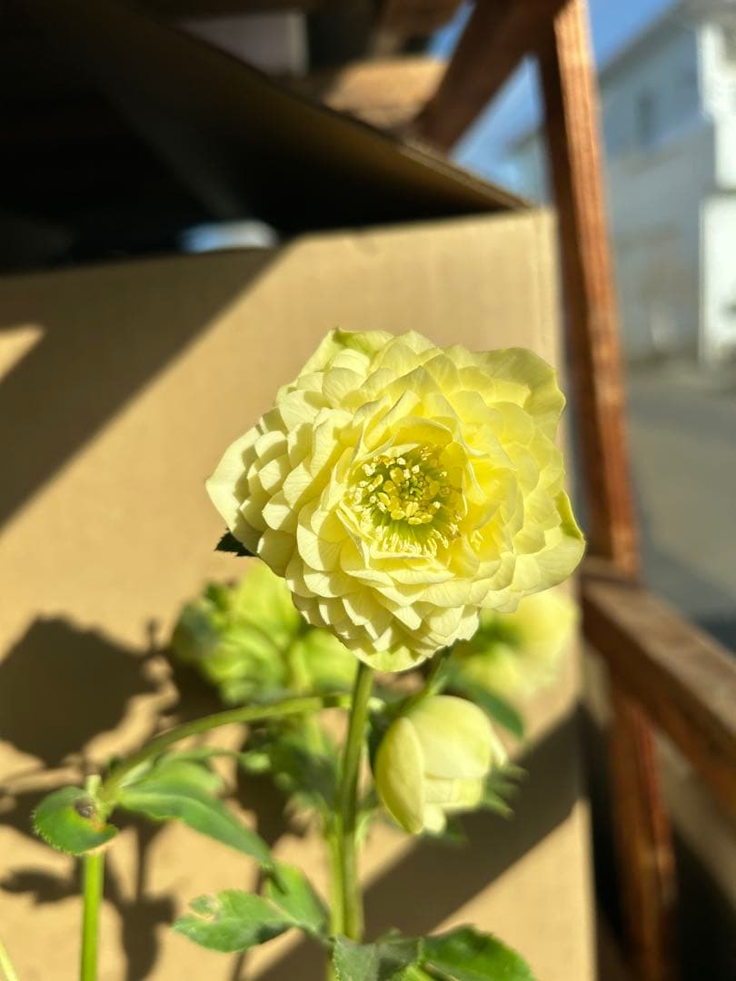 加藤農園 クリスマスローズ アフロディーテ 同梱推奨