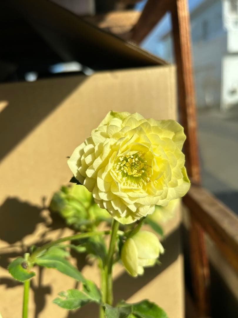 加藤農園 クリスマスローズ アフロディーテ 同梱推奨