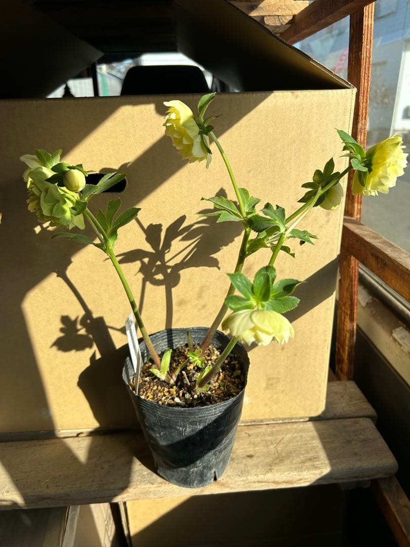 加藤農園 クリスマスローズ アフロディーテ 同梱推奨