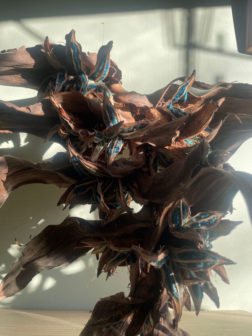 タビビトノキ　(石垣島産)