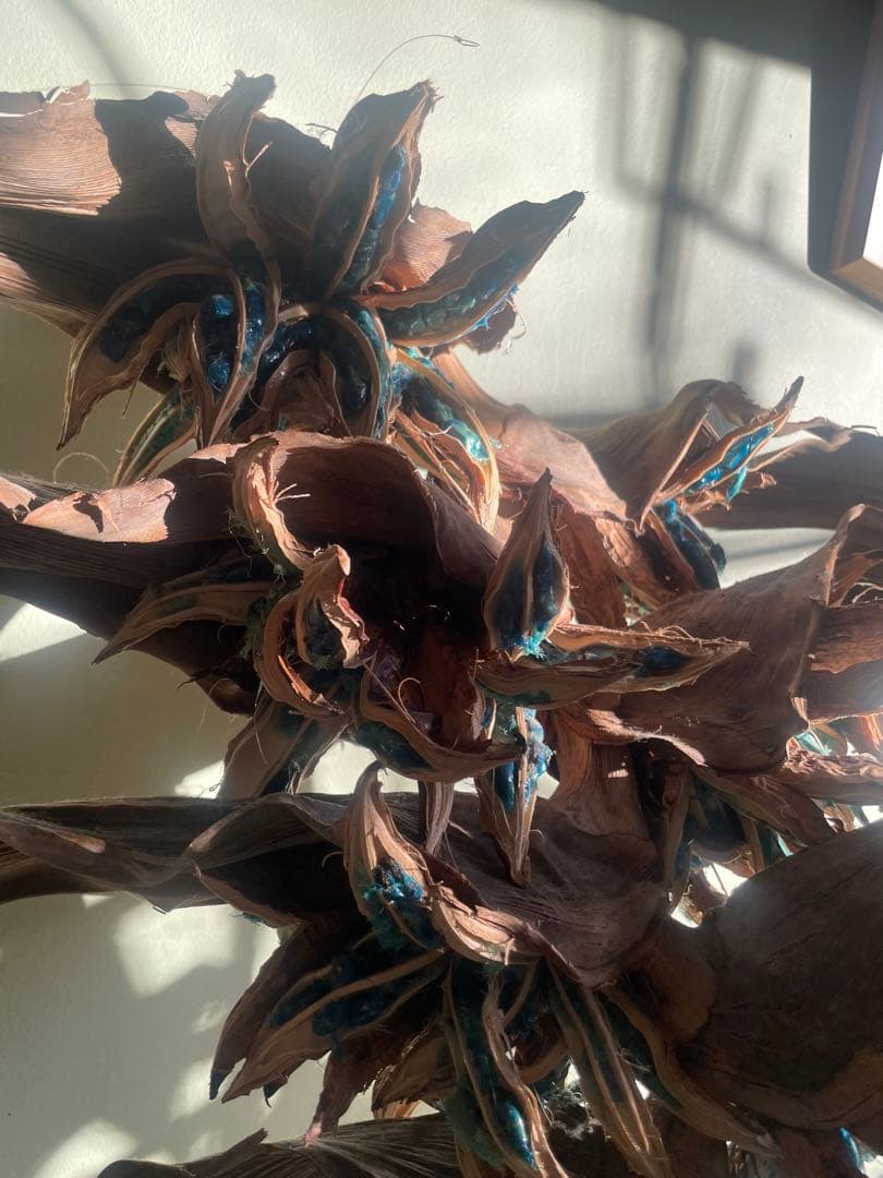 タビビトノキ　(石垣島産)