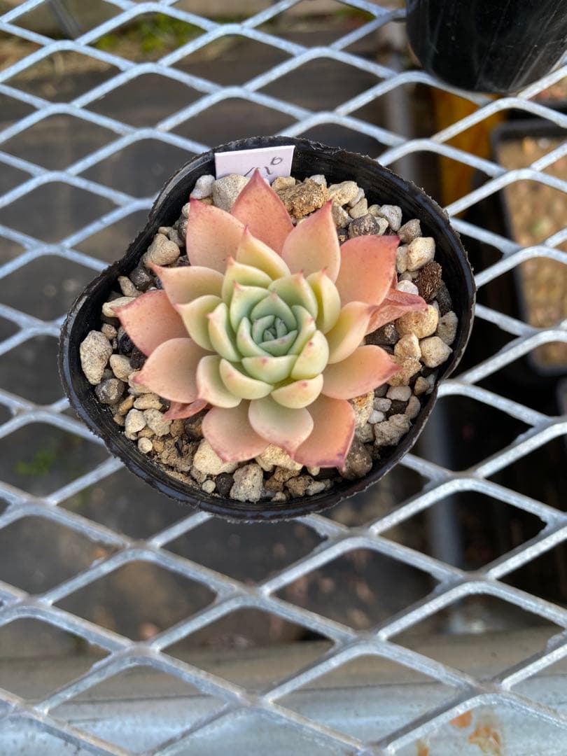 卯木さま　確認用ページ