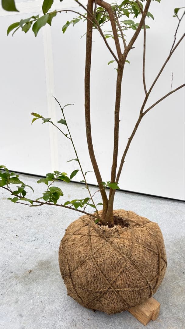 自然な樹形が美しい 山採りの ヒサカキ 698 樹高2.1m位 ヒメサカキ 姫榊