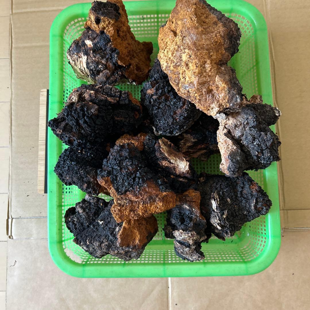 【北海道産】カバノアナタケ　2キロ （D）