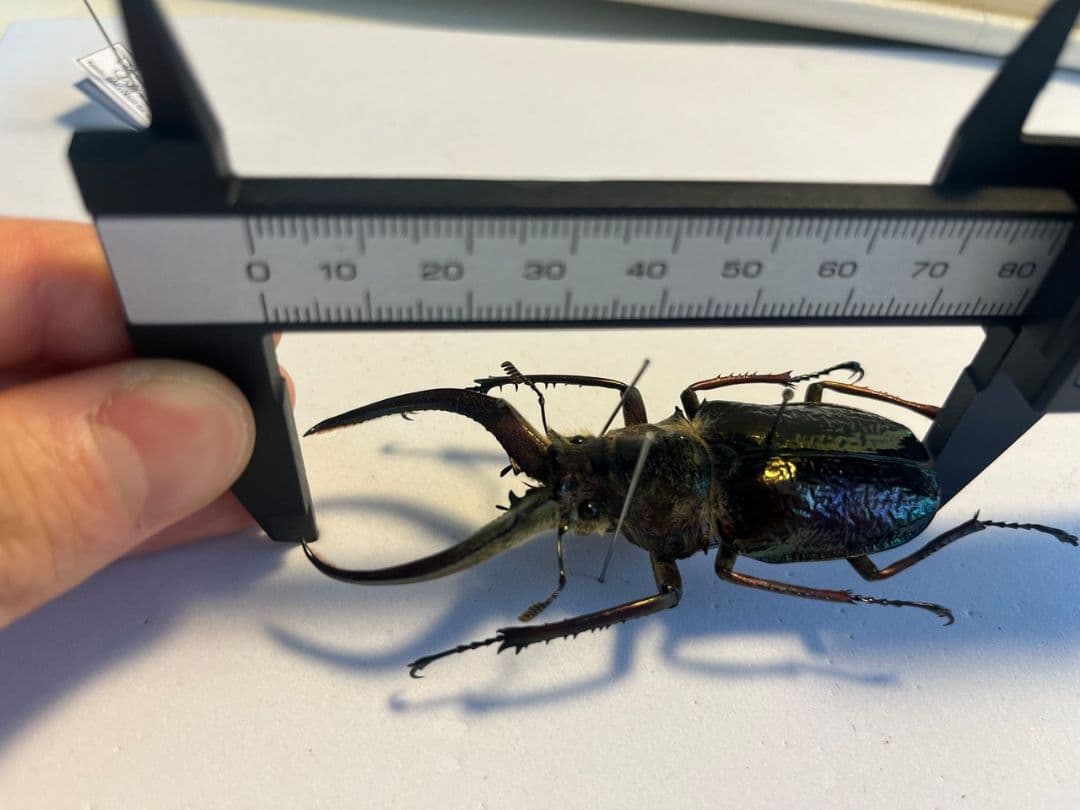 【81mm】ギガンテウスシワバネクワガタ 昆虫標本 ニジイロクワガタ