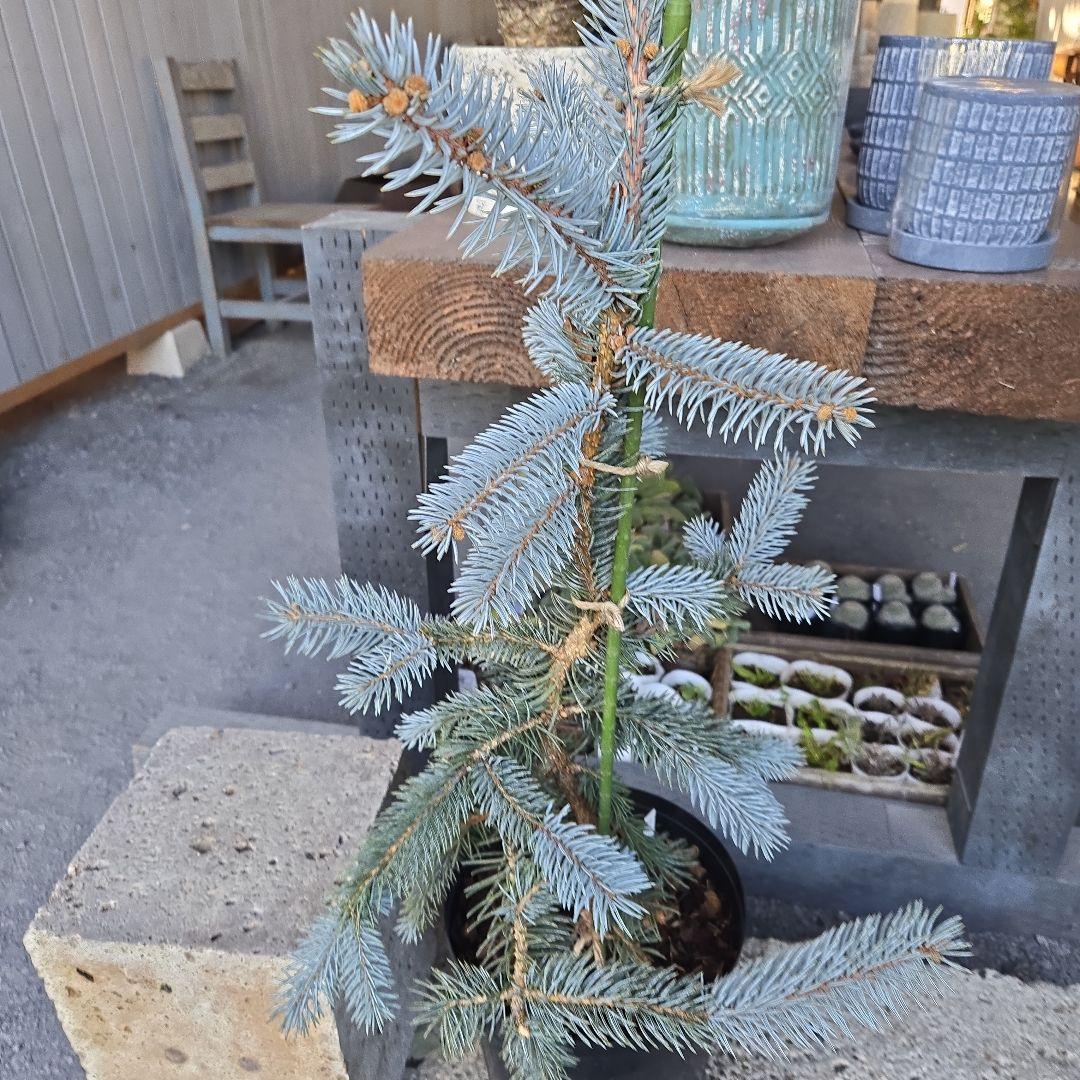 ④　プンゲンストウヒ　ホプシー　8号　最高等級極上品‼️