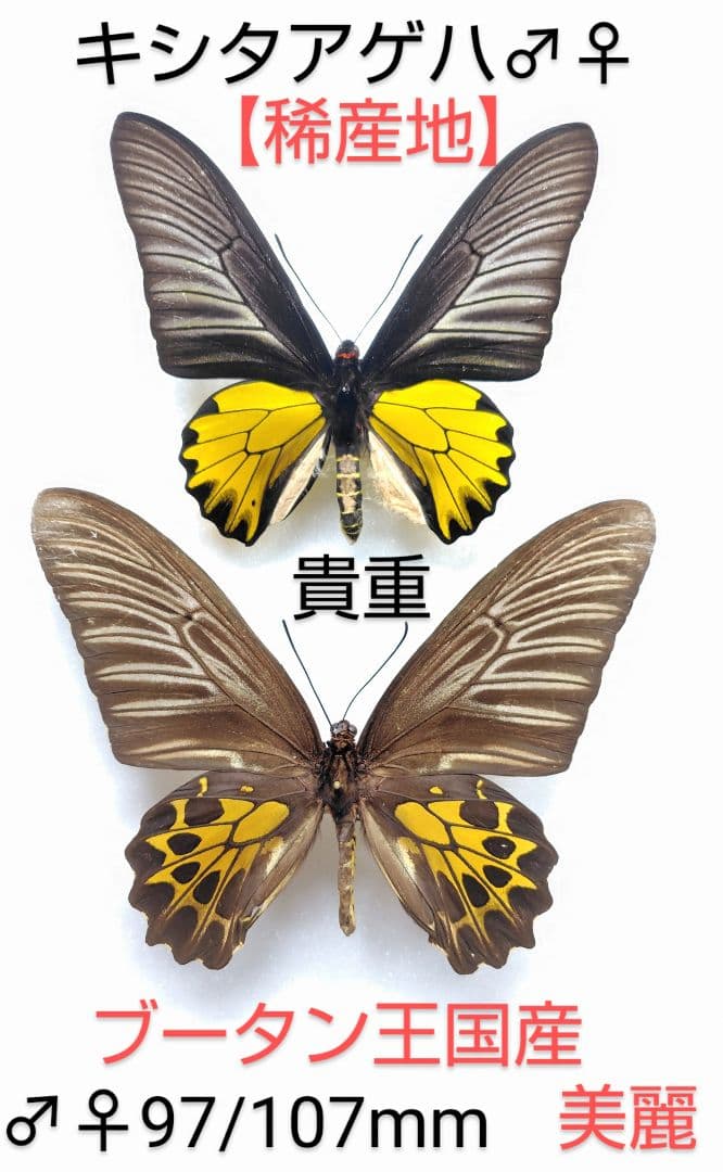 【稀産地】キシタアゲハ♂♀標本★ブータン産★ 97/107mm入手困難地域貴重