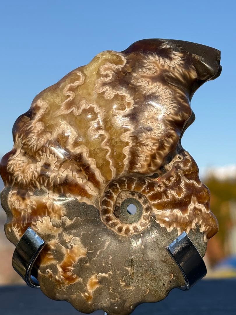 ✳厳選　超レア　三色❤️極美品アンモナイト　貴重品　天然原石　化石